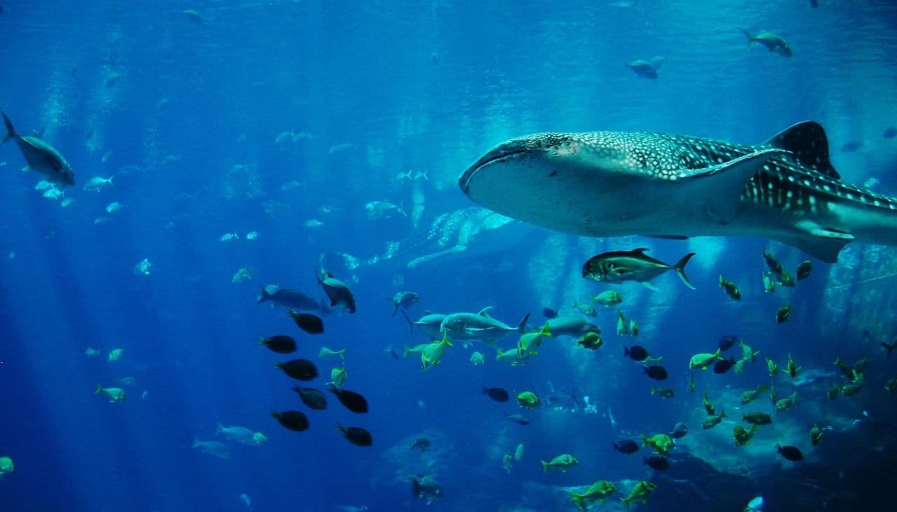 photologuephotos2023-04whale-shark-gacbccbbec_1280jpg