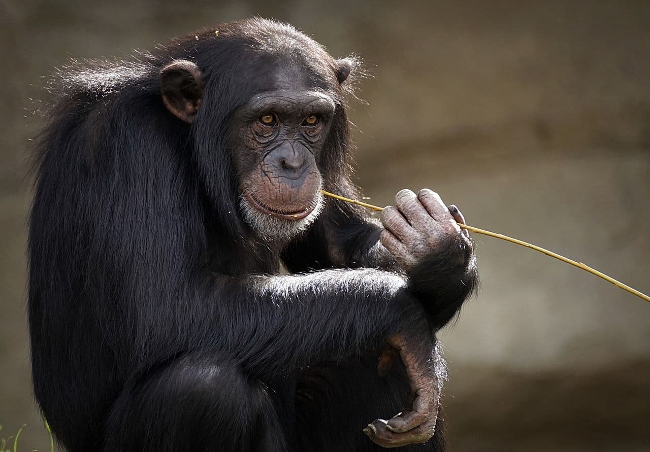photologuephotos2023-06monkey-3703230_1280jpg