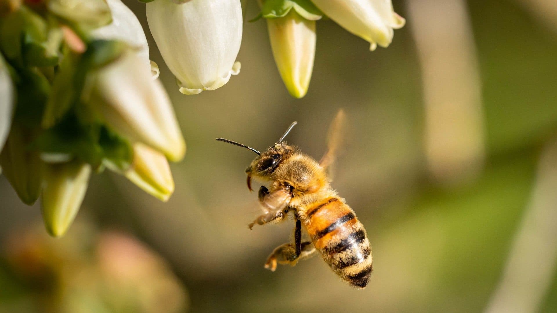 photologuephotos2023-08primer-plano-abeja-volando-polinizar-flores-blancasjpg