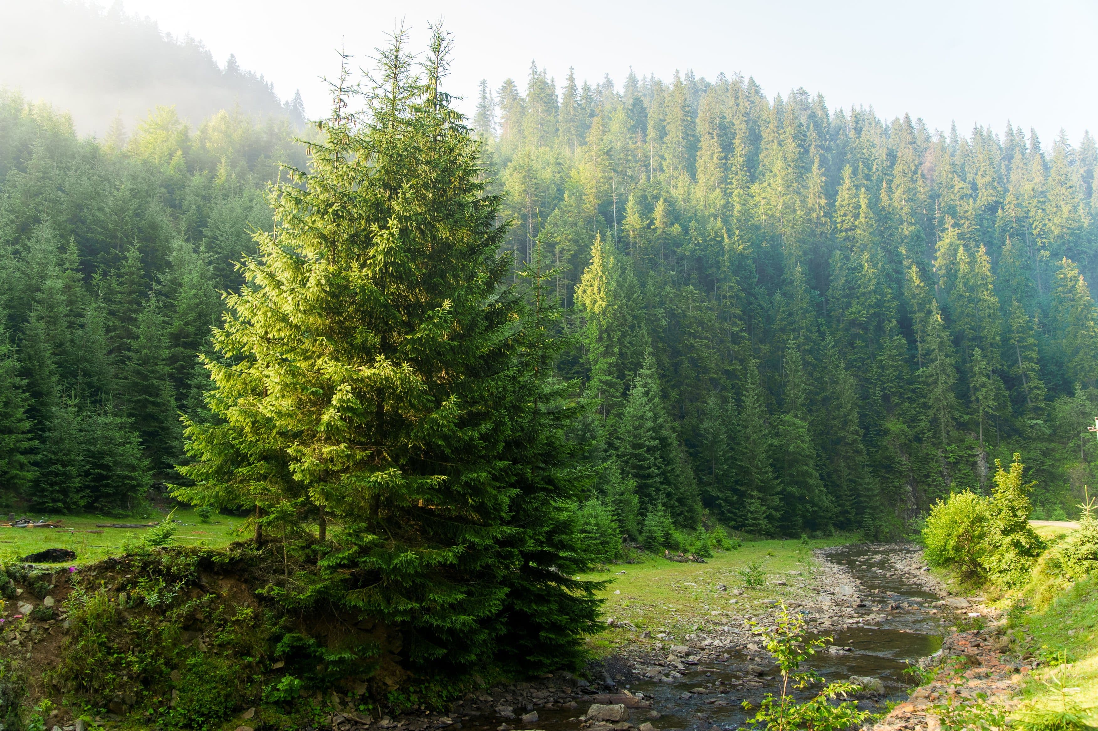 photologuephotos2023-08hermosos-pinos-montanasjpg