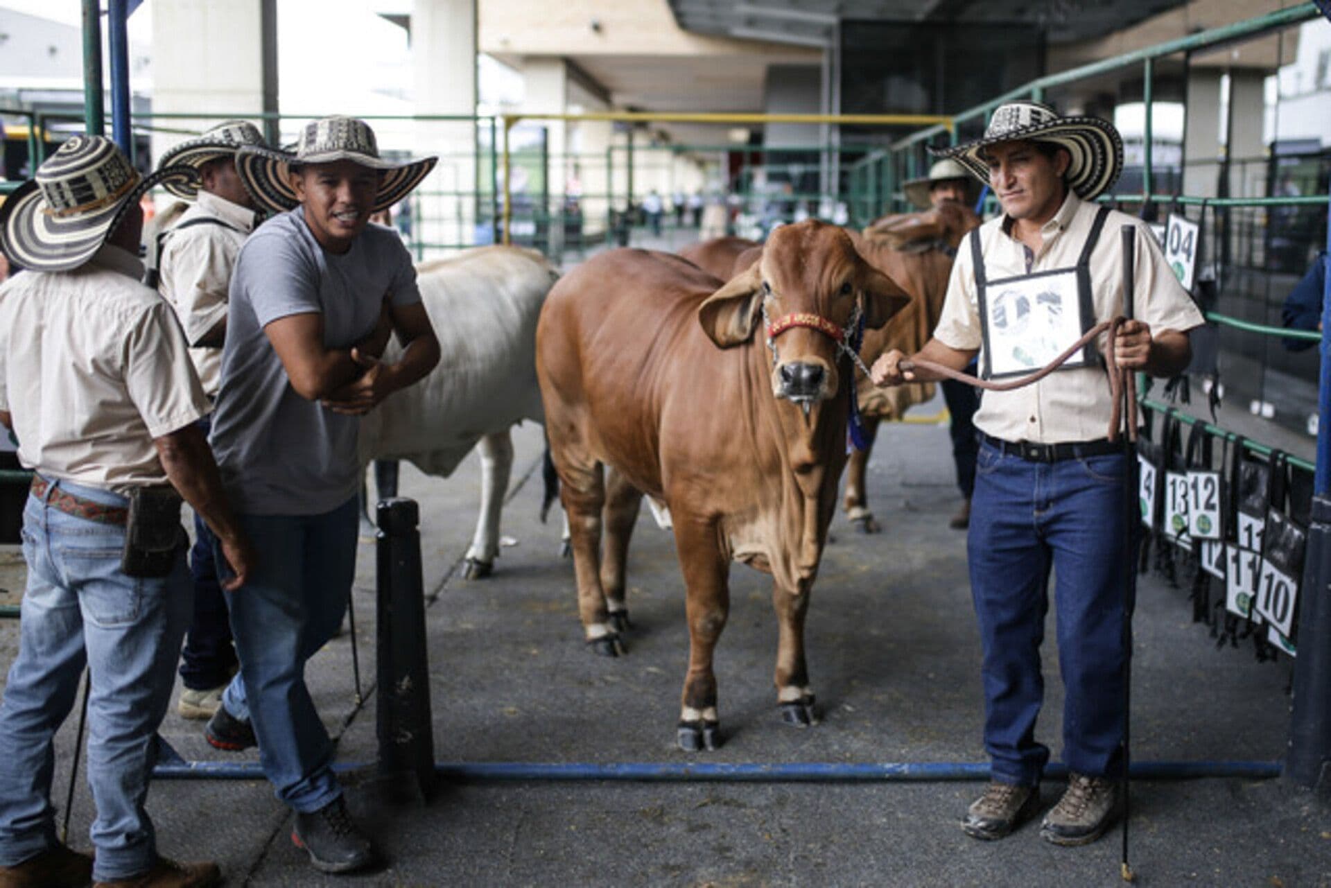 photologuephotos2023-08ganaderia_en_areas_protegidas_1jpg