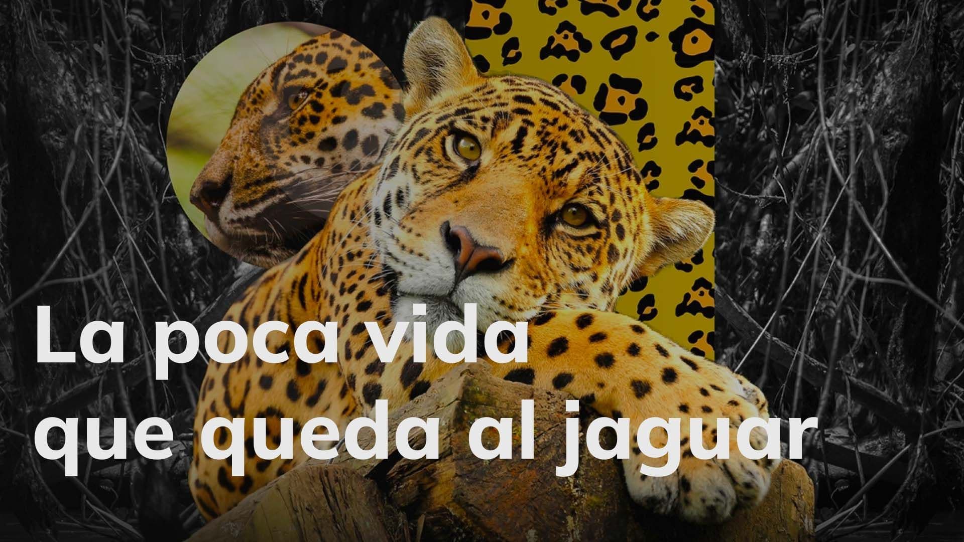 photologuephotos2022-09th_jaguar_youtube_0jpg photologuephotos2022-09th_jaguar_youtube_0jpg