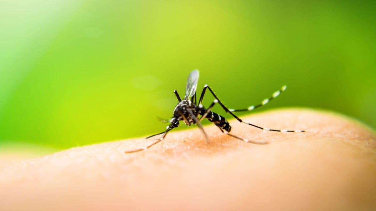 photologuephotos2025-04mosquitosjpg photologuephotos2025-04mosquitosjpg