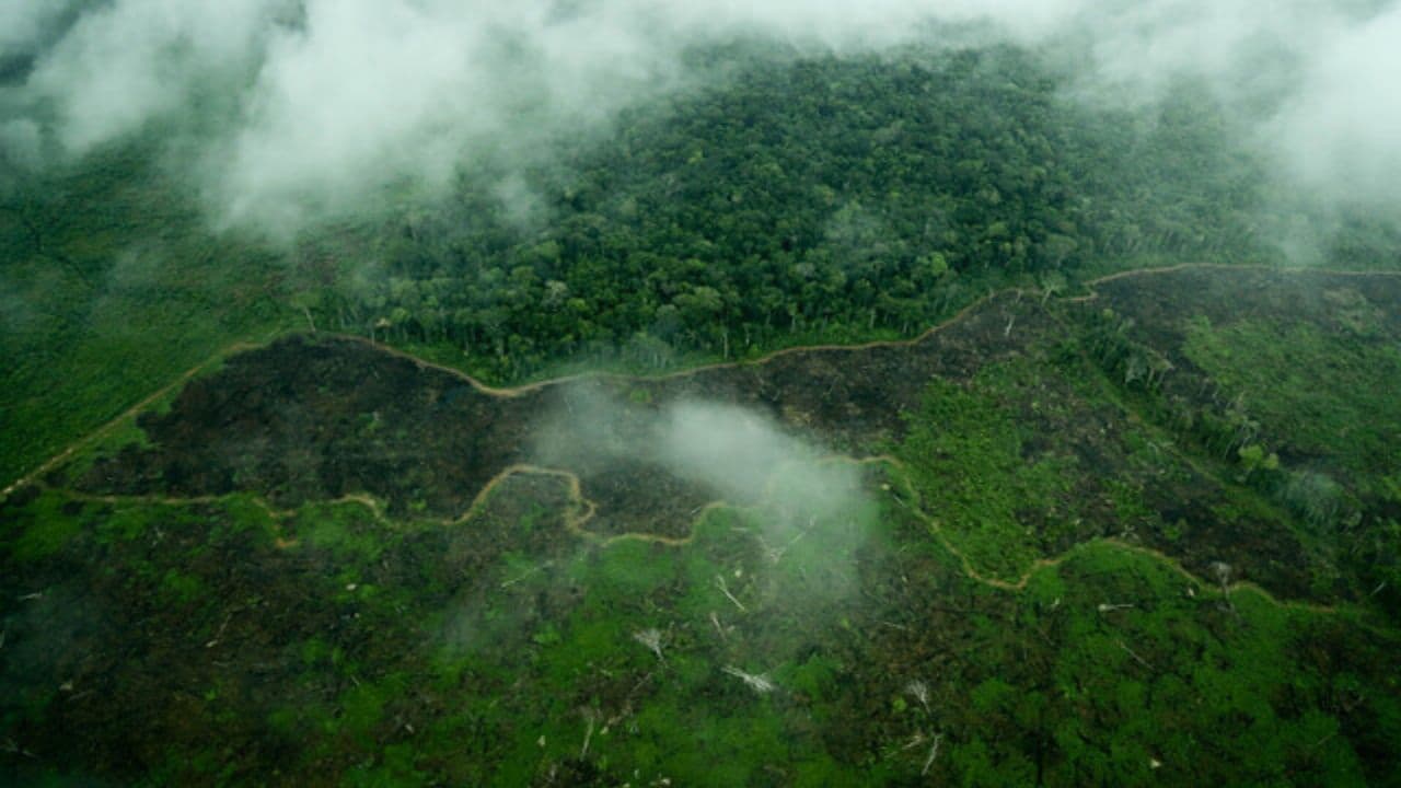 photologuephotos2025-07aumento_la_deforestacion_en_colombia_en_el_ultimo_ano_se_perdieron_mas_de_113000_hectareasjpg