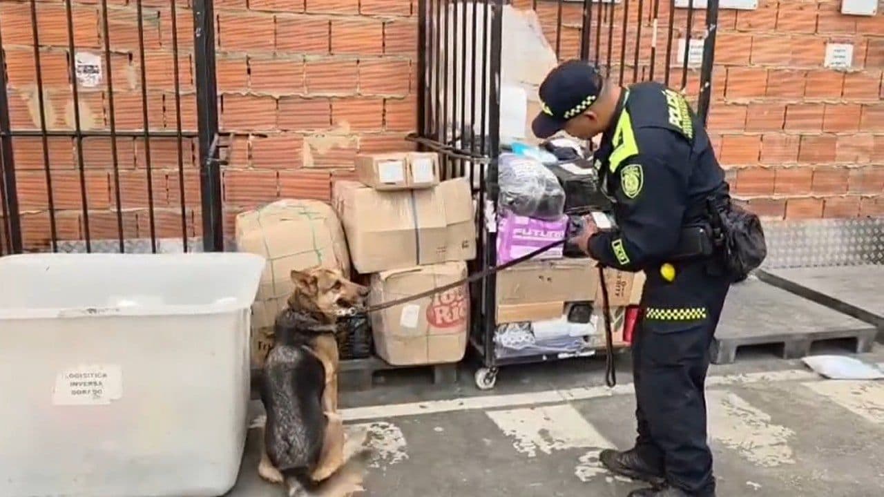 photologuephotos2025-08perro_policiajpg