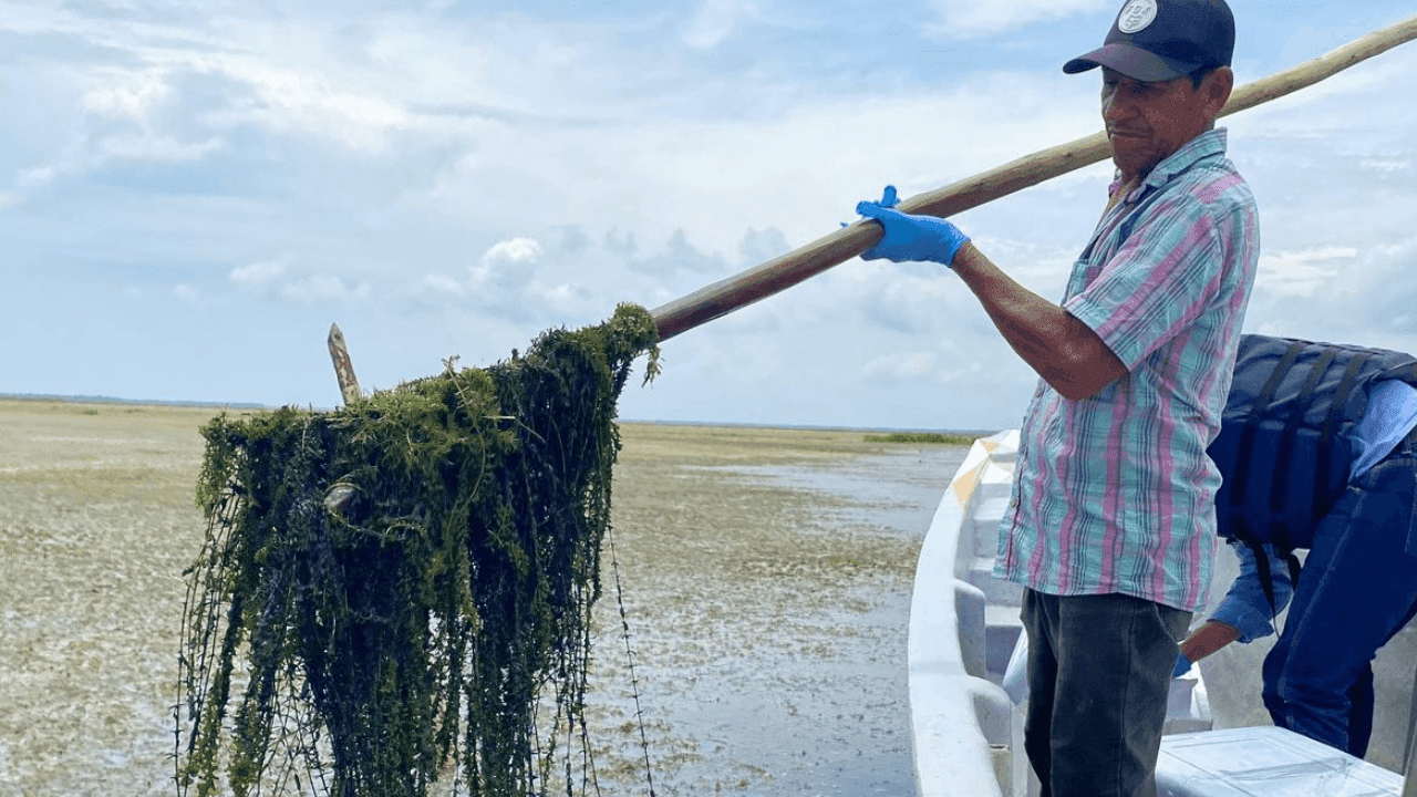 Ciénaga grande | Planta Invasora