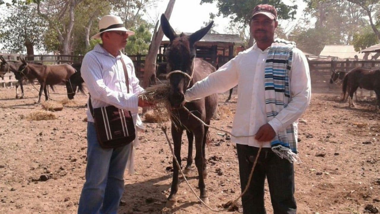Mulas