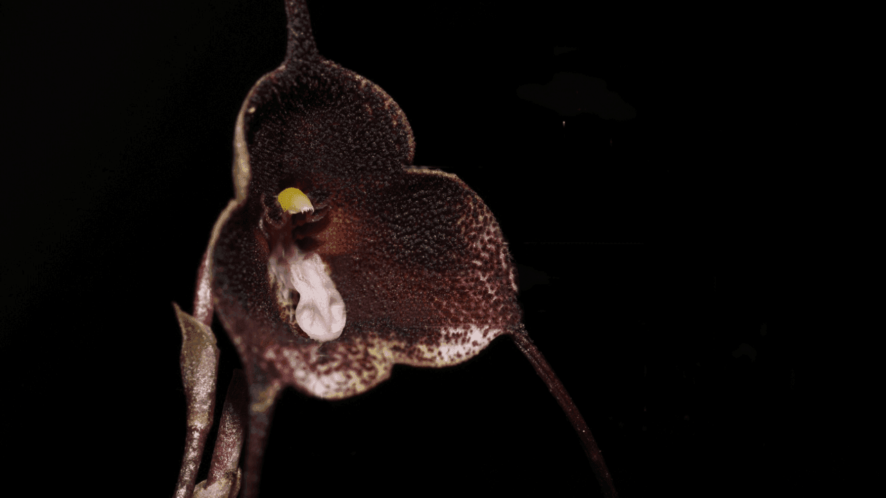 Dracula colombiana orquídea