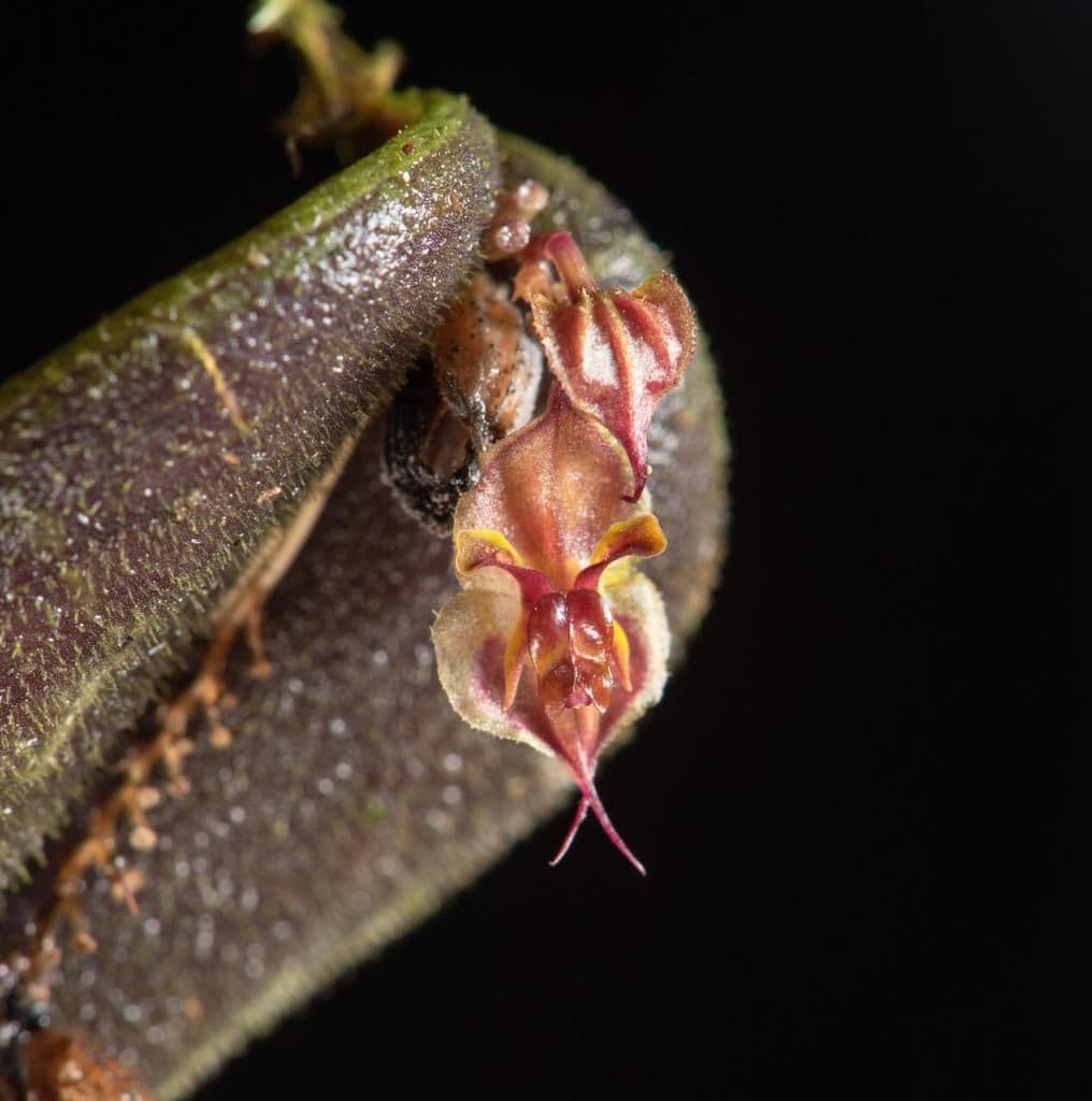 Especie de orquídea miniatura para la ciencia en el Parque Nacional Natural Farallones de Cali