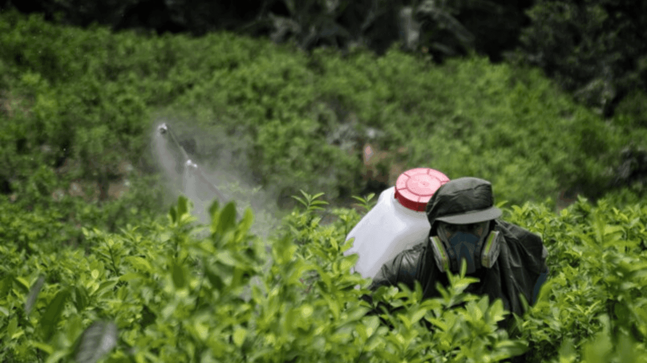 Cultivos de hoja de coca