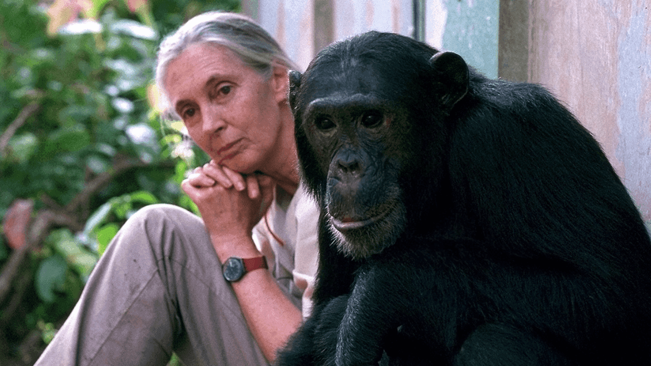 Jane Goodall1
