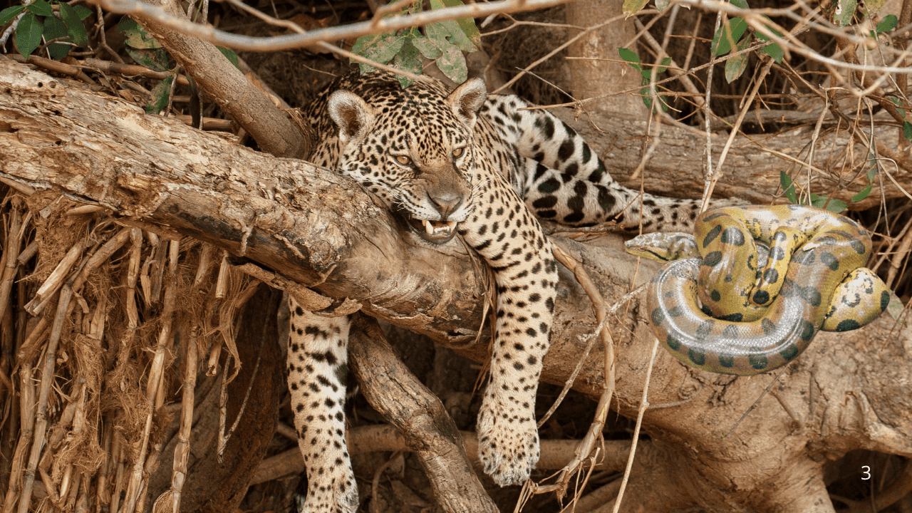 Imagen de referencia de un jaguar y una anaconda.