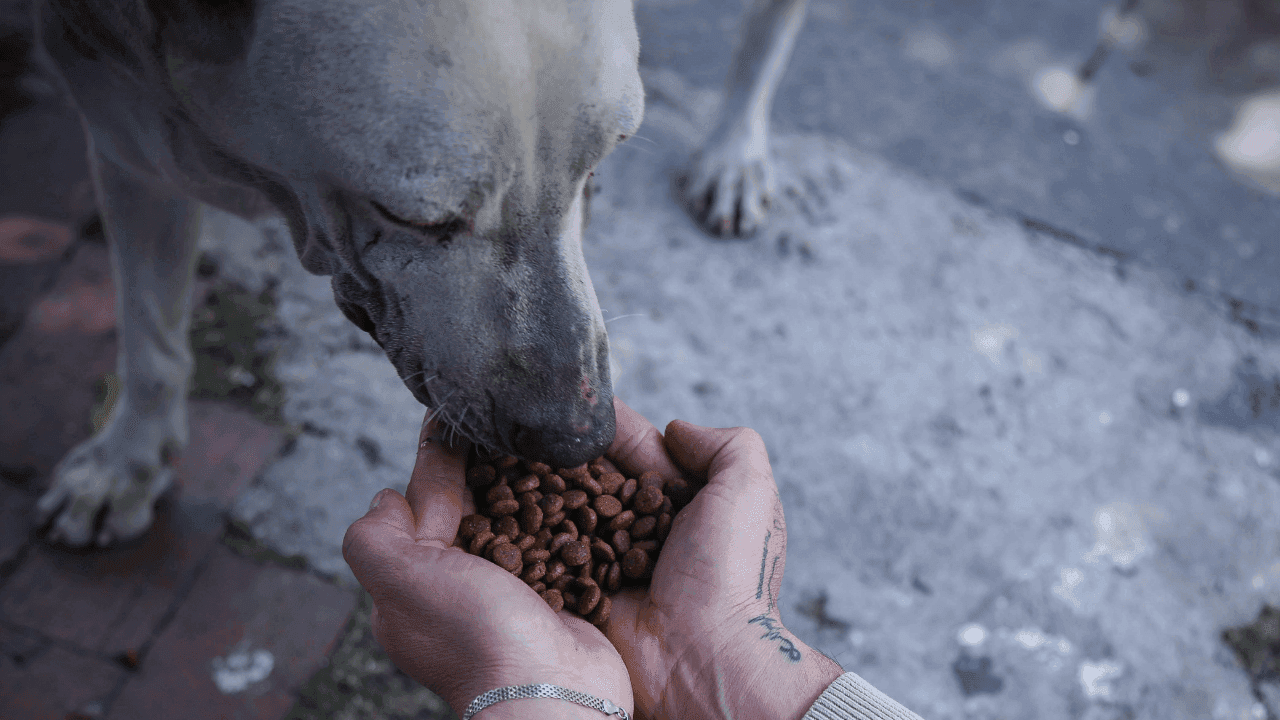 Asistencia alimentaria a perros abandonados