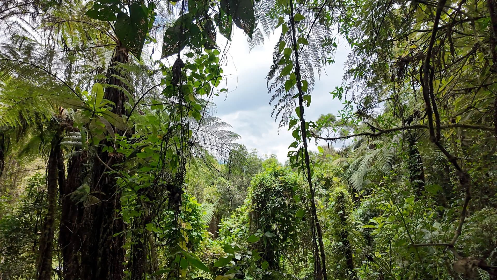 Reserva natural ILC Principal