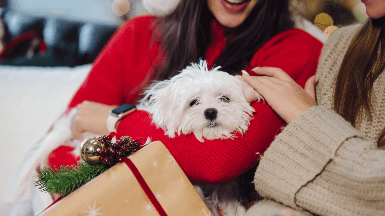 No regalar perros de navidad