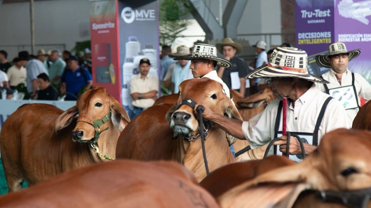 Expomalocas balance principal