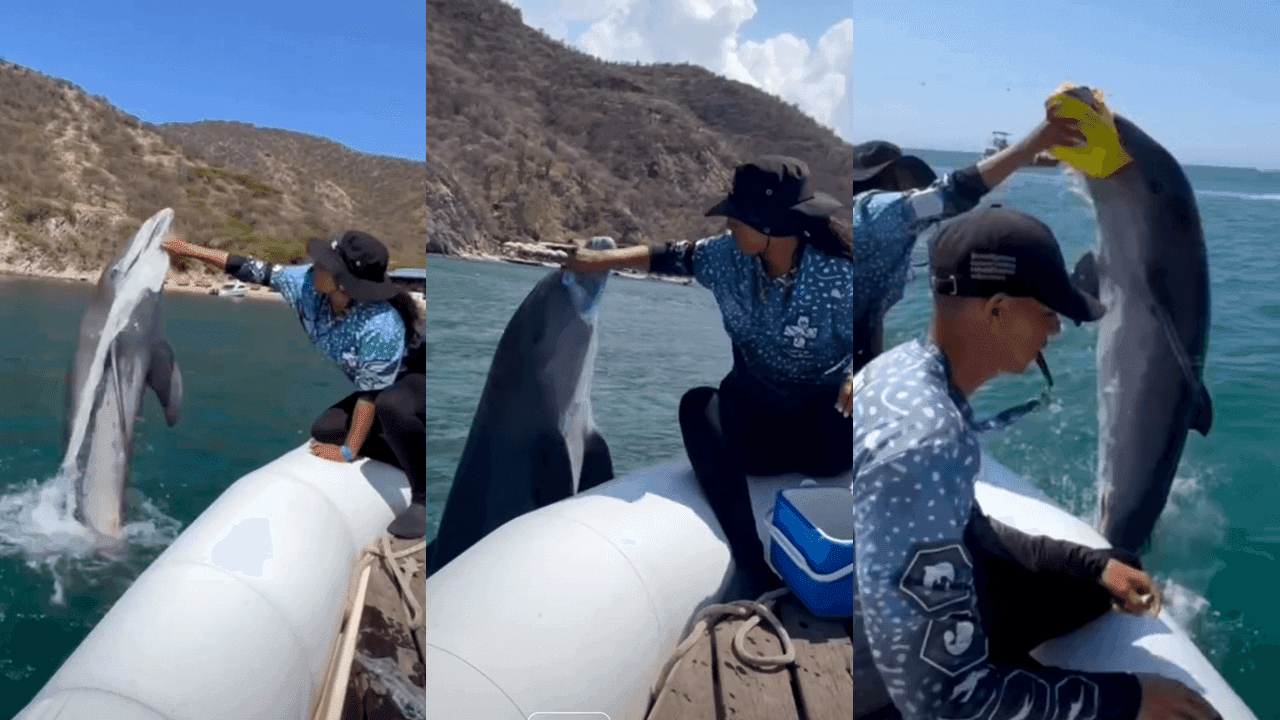 Delfines Blue y Martín