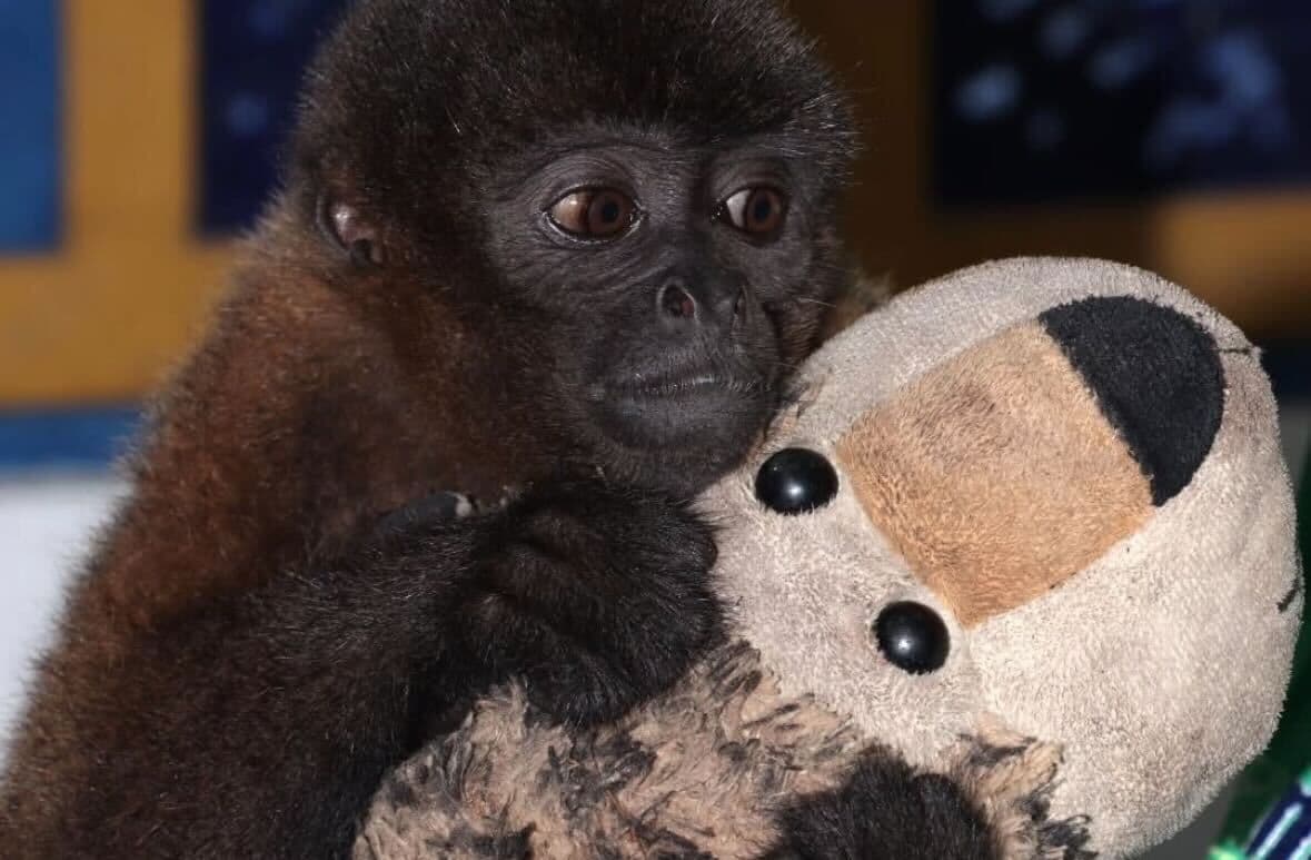 Mono churuco rescatado en Neiva se aferra a un peluche