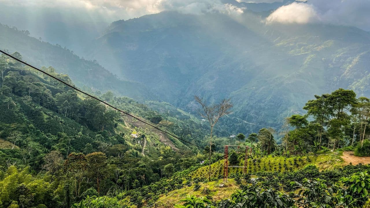 paisaje cafetero colombiano - entrevista anato paisaje cafetero colombiano - entrevista anato
