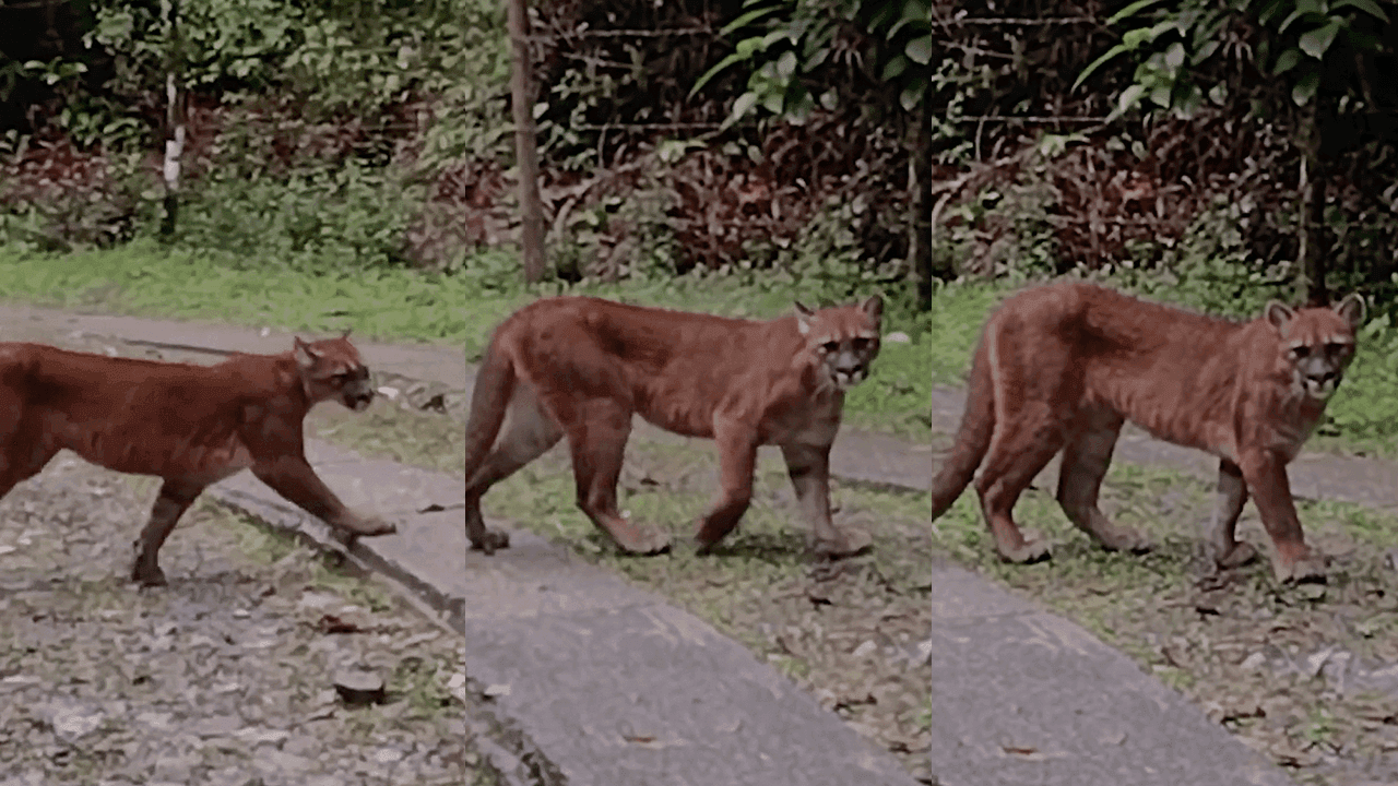Dos pumas fueron registrados en video en una zona protegida de los Farallones