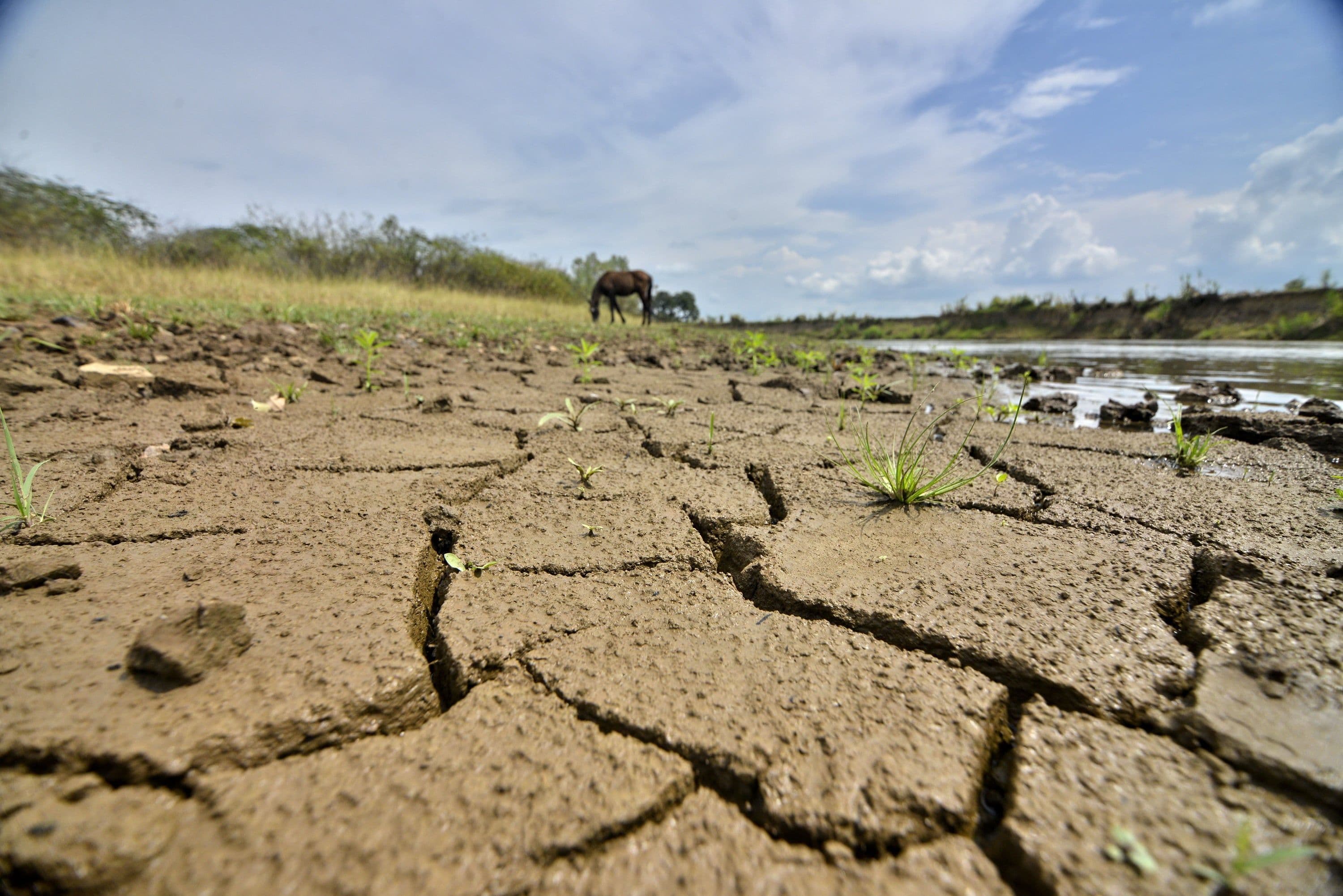 El fenómeno de El Niño podría reducir las lluvias en regiones El fenómeno de El Niño podría reducir las lluvias en regiones