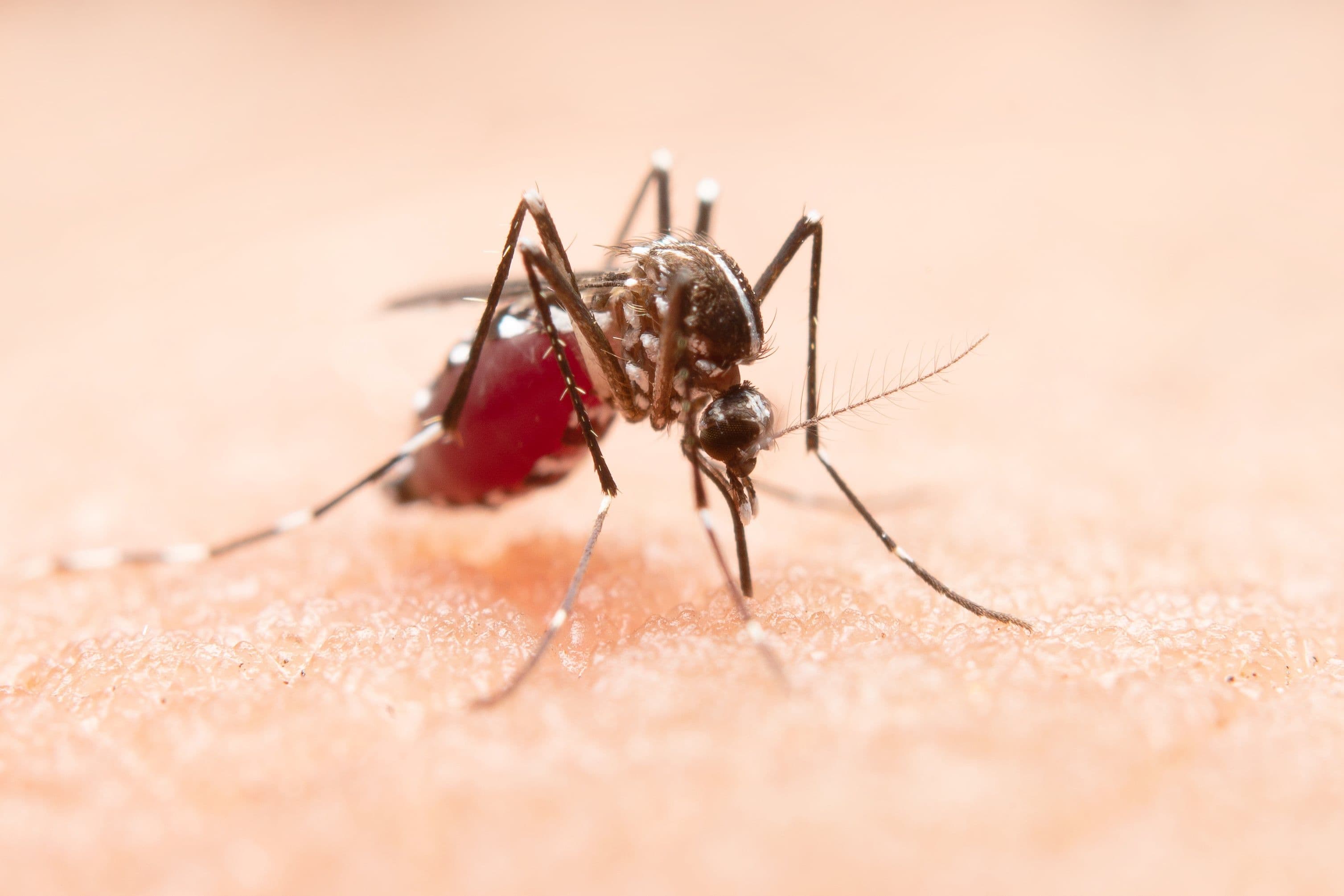 Mosquito Dengue