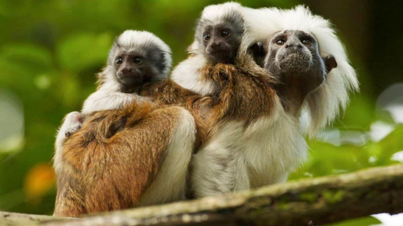 Animales víctimas del conflicto armado 3