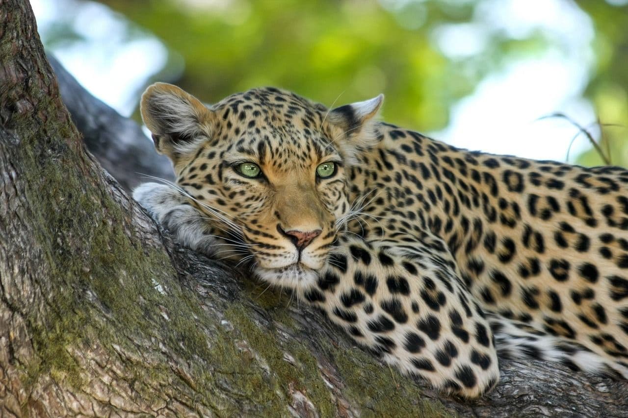 photologuephotos2023-02leopard-g44f35ca77_1280jpg