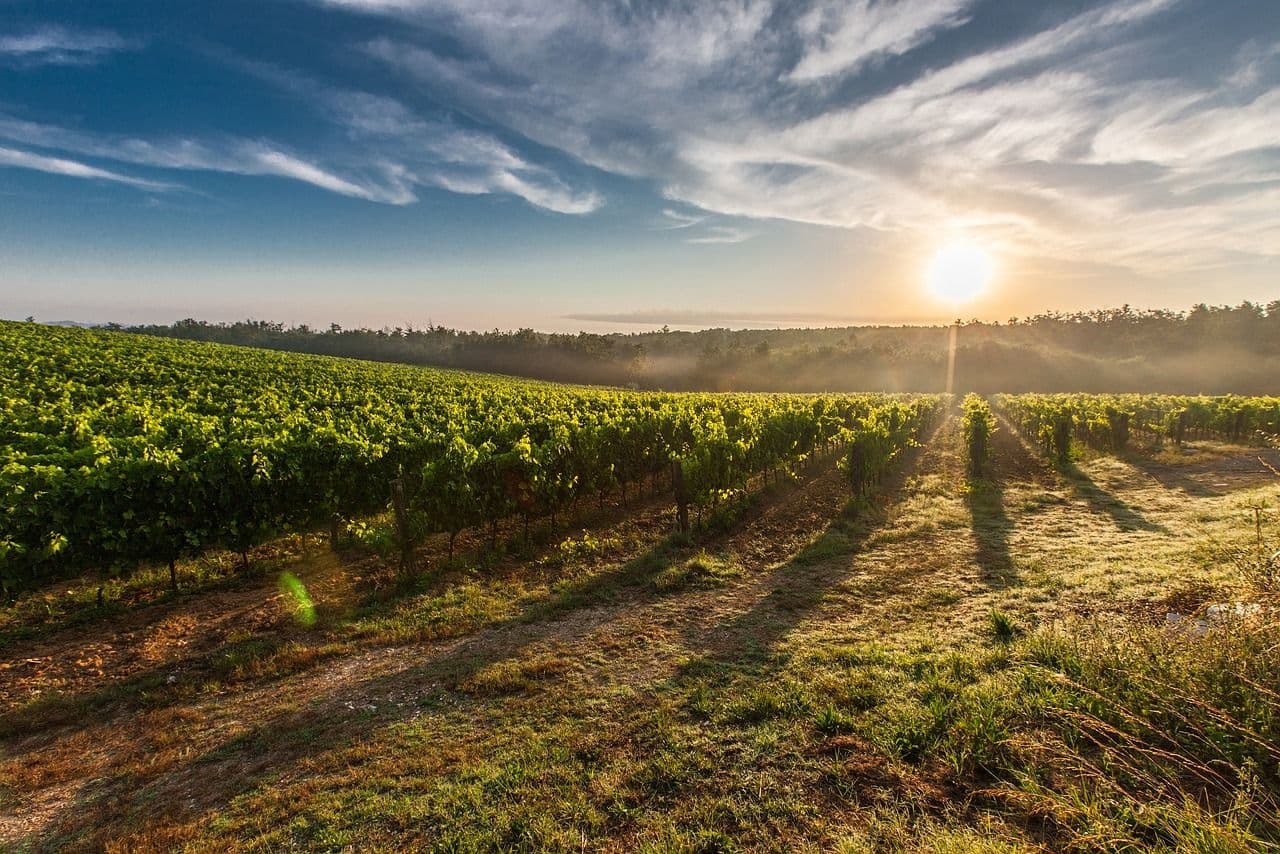 photologuephotos2023-04vineyard-gd9165dc43_1280jpg