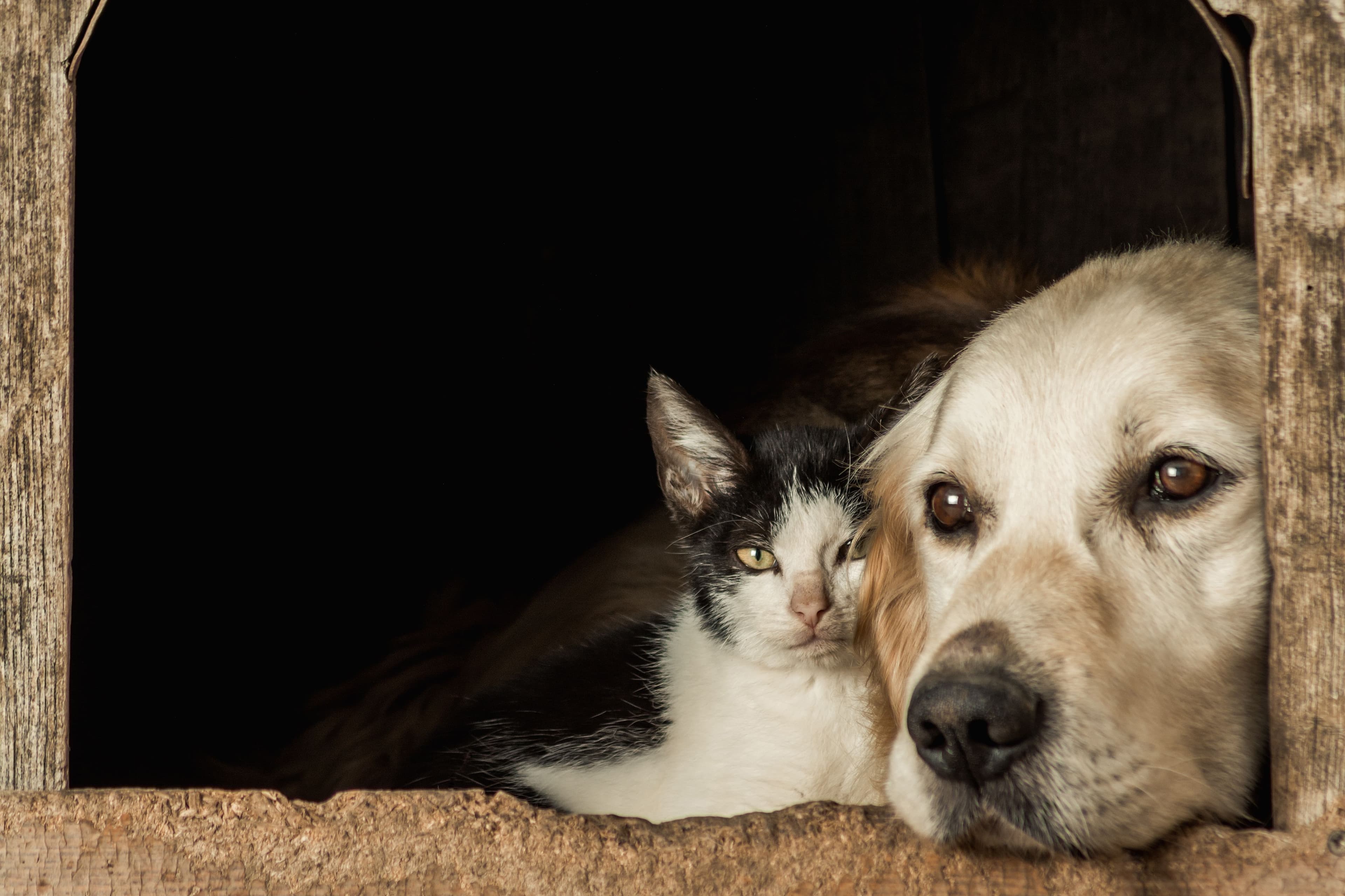 photologuephotos2023-05primer-plano-hocicos-lindo-perro-gato-sentado-mejilla-mejillajpg