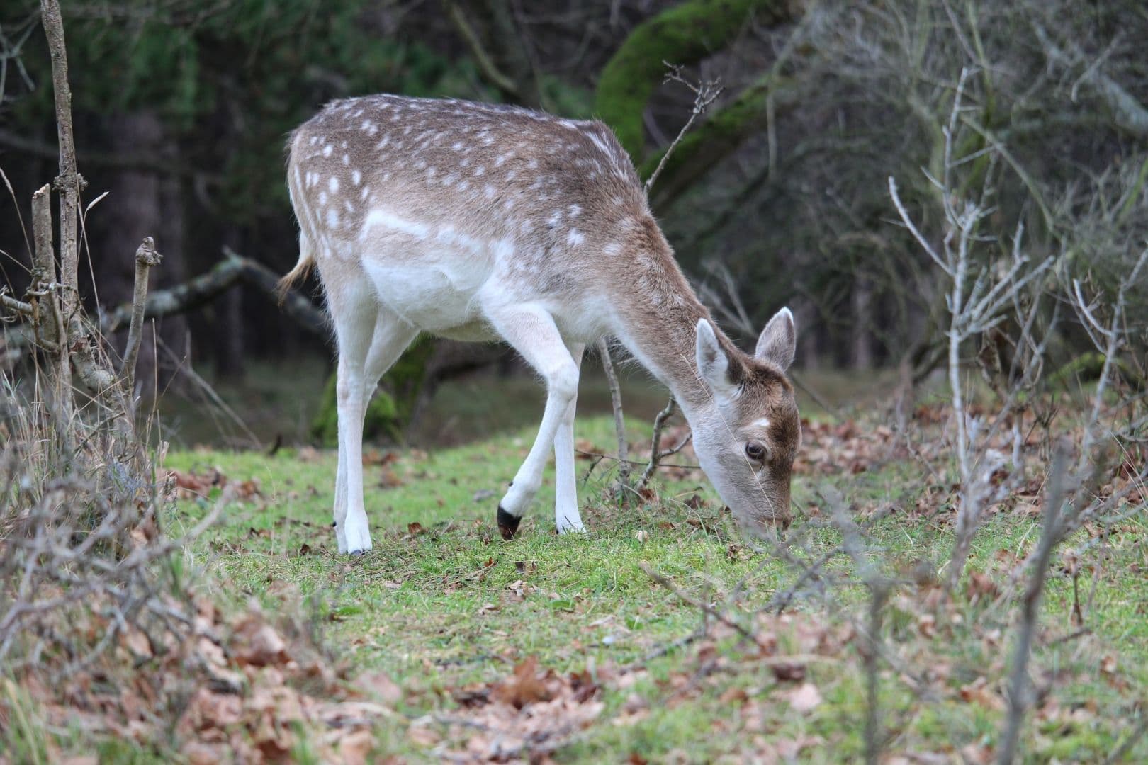 photologuephotos2023-07primer-plano-lindo-bebe-ciervo-pastando-bosque_1jpg