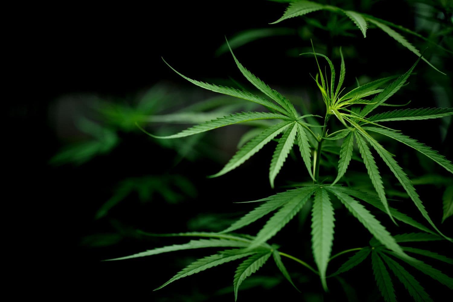 photologuephotos2023-04primer-plano-hoja-marihuana-cannabis_1jpg photologuephotos2023-04primer-plano-hoja-marihuana-cannabis_1jpg