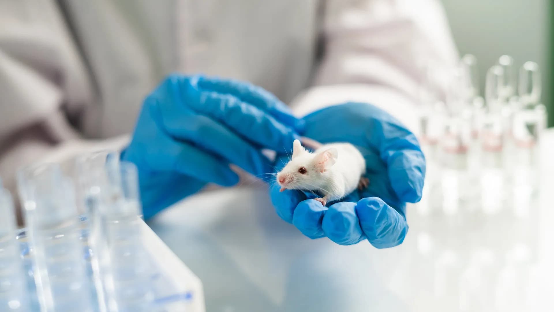 Colombia reglamentó la prohibición del testeo animal Colombia reglamentó la prohibición del testeo animal