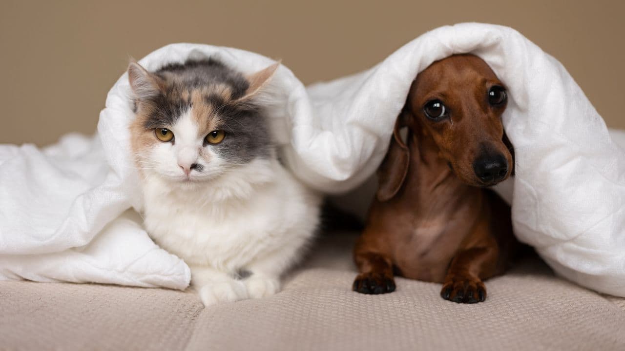 photologuephotos2024-11perros_y_gatos_animales_de_compania_en_colombiajpg photologuephotos2024-11perros_y_gatos_animales_de_compania_en_colombiajpg