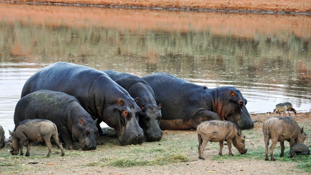 photologuephotos2023-04hippopotamus-g45e00cf05_1280jpg photologuephotos2023-04hippopotamus-g45e00cf05_1280jpg