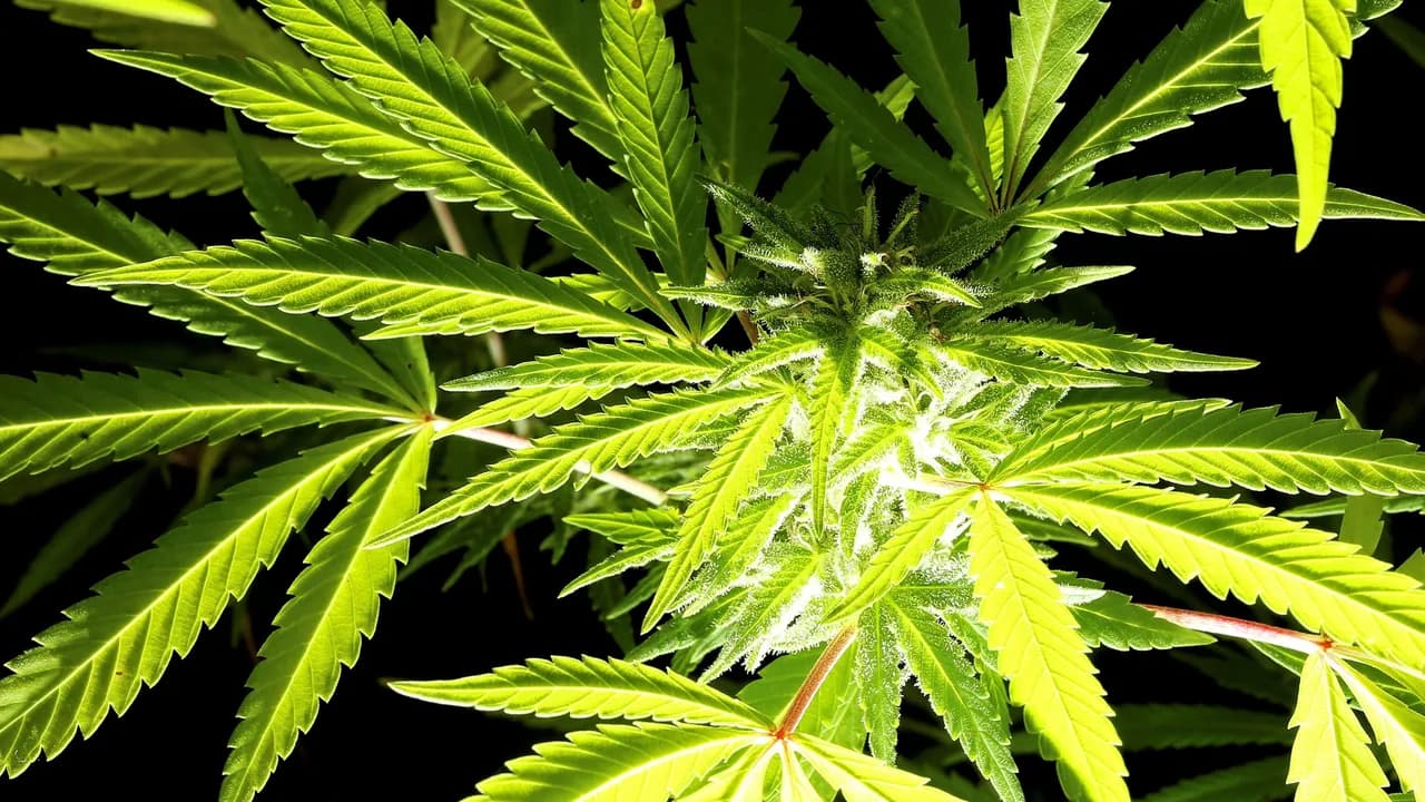 photologuephotos2022-022022-02-16t184532z_2132817103_rc26ls99hkr6_rtrmadp_3_italy-cannabis-court_0jpg photologuephotos2022-022022-02-16t184532z_2132817103_rc26ls99hkr6_rtrmadp_3_italy-cannabis-court_0jpg