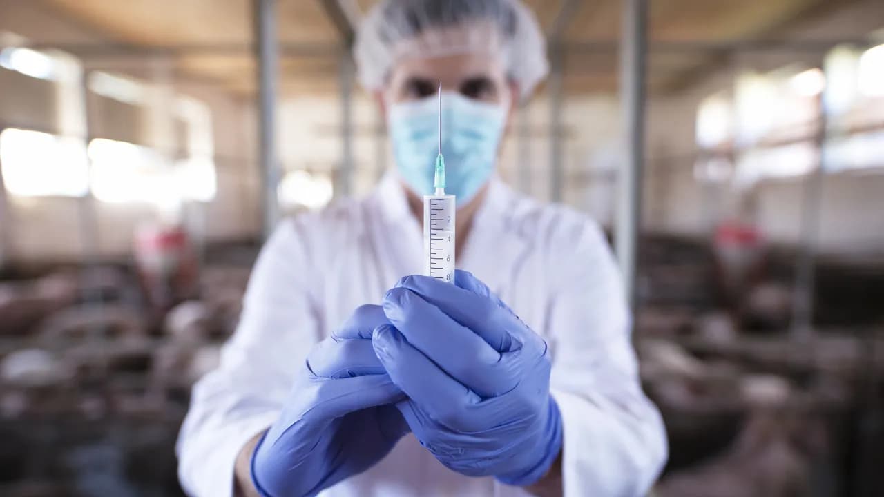 photologuephotos2024-03veterinarian-with-protective-gloves-mask-preparing-vaccine-injection-pig-farm_1jpg photologuephotos2024-03veterinarian-with-protective-gloves-mask-preparing-vaccine-injection-pig-farm_1jpg
