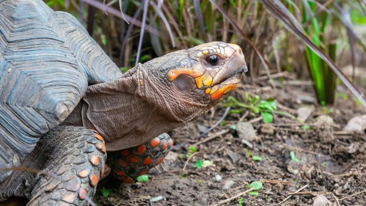 photologuephotos2024-03red-footed-tortoise-walking-arid-groundjpg photologuephotos2024-03red-footed-tortoise-walking-arid-groundjpg