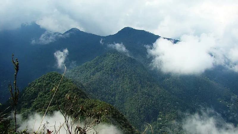 photologuephotos2022-06pico_de_loro_en_el_pnn_farallones_de_cali-colombiajpg photologuephotos2022-06pico_de_loro_en_el_pnn_farallones_de_cali-colombiajpg