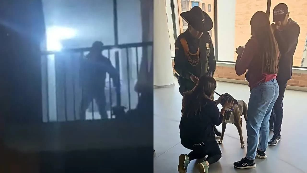 photologuephotos2024-11hombre_fue_captado_agrediendo_brutalmente_a_un_perro_en_cajicajpg photologuephotos2024-11hombre_fue_captado_agrediendo_brutalmente_a_un_perro_en_cajicajpg