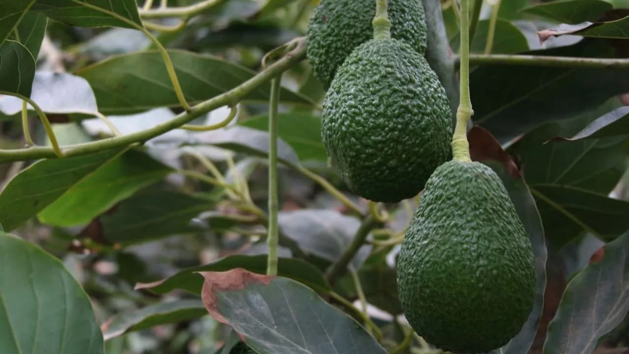 photologuephotos2025-02colombia_exportara_mas_de_6500_toneladas_de_aguacate_hass_para_el_super_bowl_2025jpg photologuephotos2025-02colombia_exportara_mas_de_6500_toneladas_de_aguacate_hass_para_el_super_bowl_2025jpg