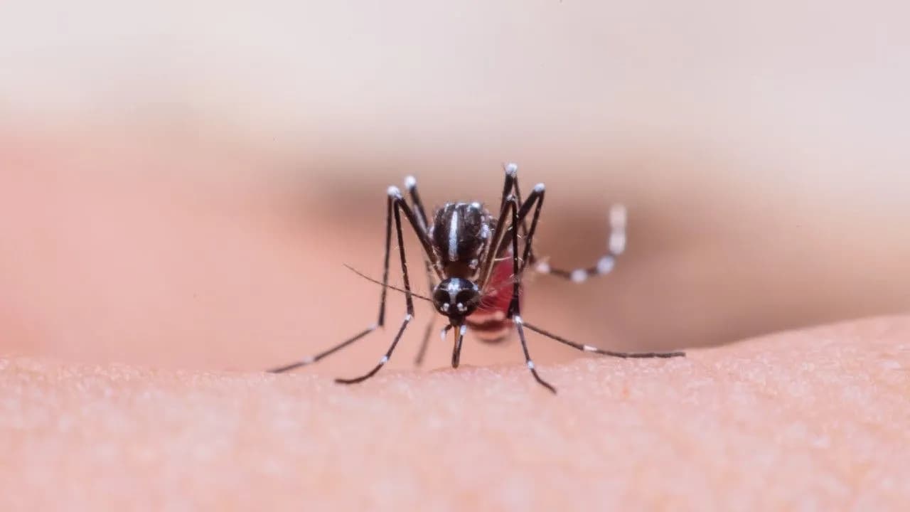 photologuephotos2025-04dengue_fiebre_amarillajpg photologuephotos2025-04dengue_fiebre_amarillajpg