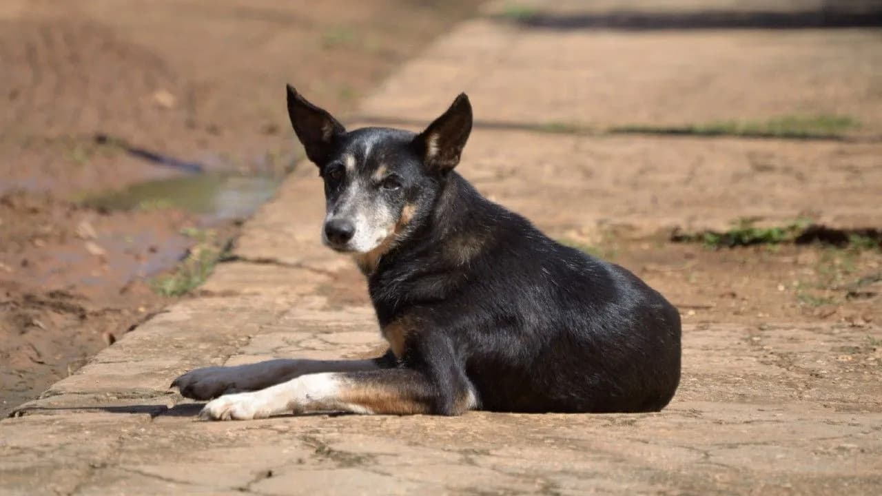 photologuephotos2025-05perro_callejerojpg photologuephotos2025-05perro_callejerojpg