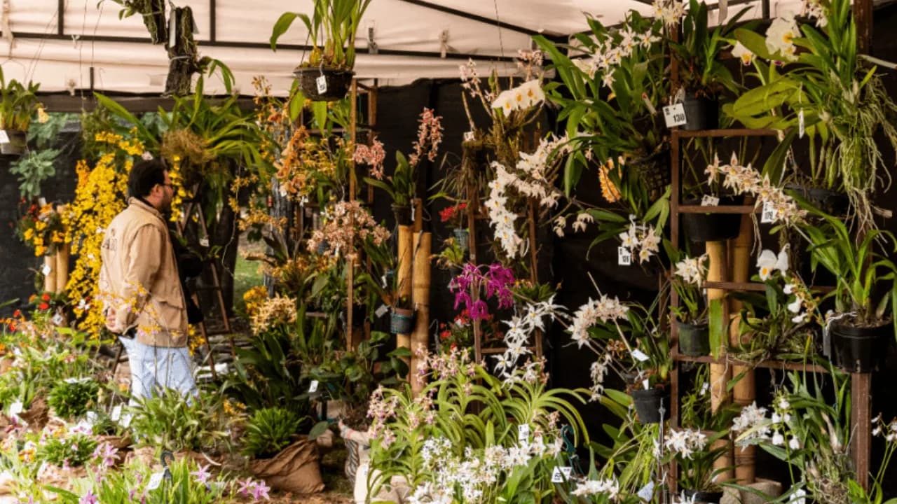 Exposición de orquídeas Exposición de orquídeas