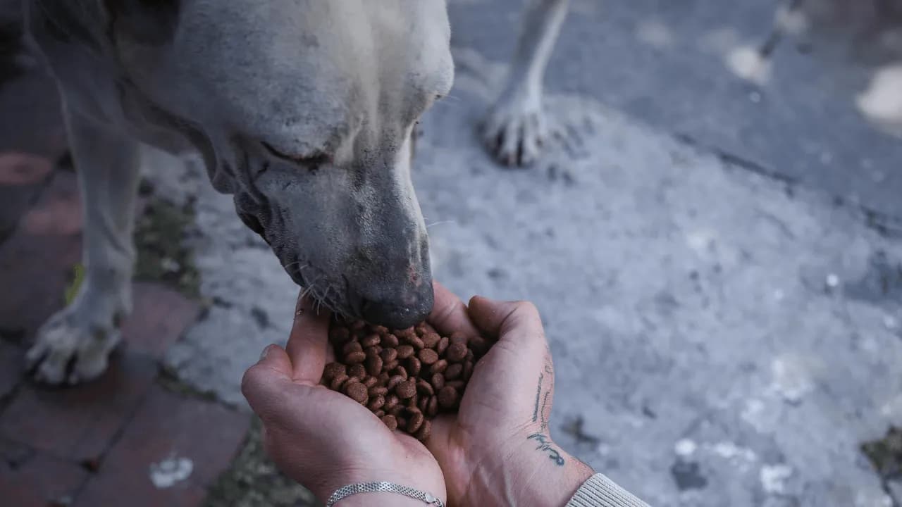 Asistencia alimentaria a perros abandonados Asistencia alimentaria a perros abandonados
