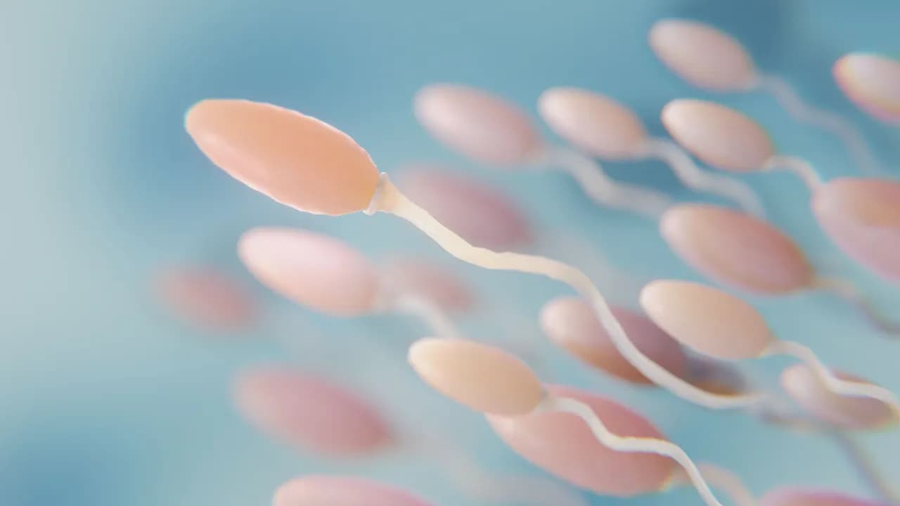 photologuephotos2022-11beautiful-fertility-concept-in-3d-renderingjpg photologuephotos2022-11beautiful-fertility-concept-in-3d-renderingjpg