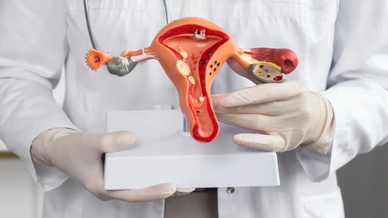 Maqueta del aparato reproductor femenino. Créditos: Freepik Maqueta del aparato reproductor femenino. Créditos: Freepik